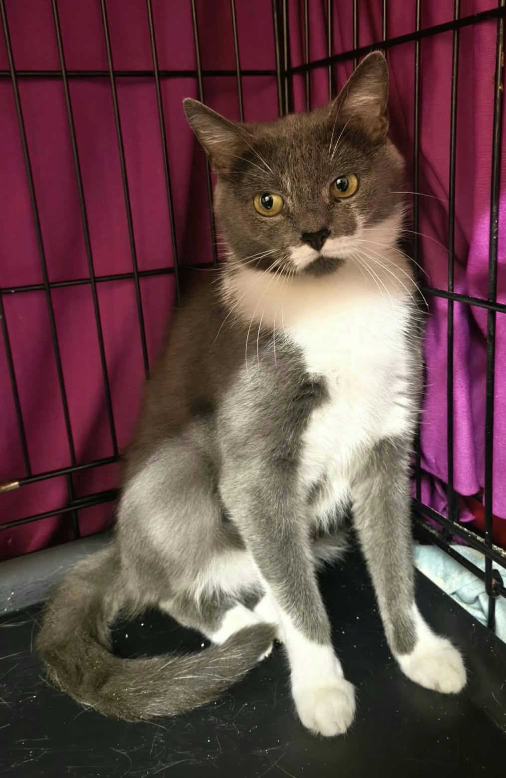 A smoky gray and white cat is sitting in a cage.