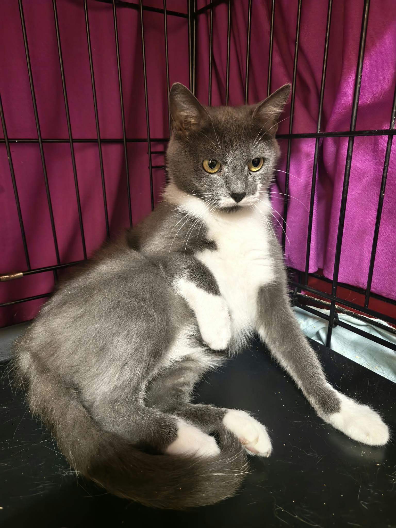 A smoky gray and white cat is sitting in a cage. She looks like a lady laying on a chaise longue