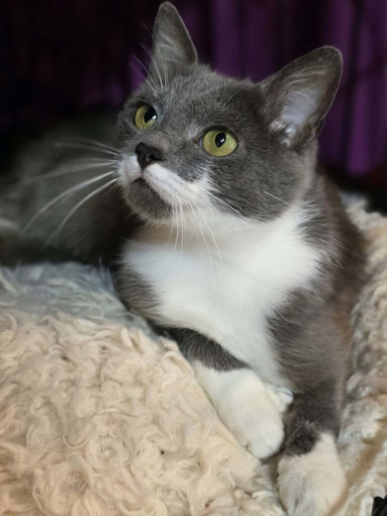 A smoky gray cat with a white chest and paws, and a unique half-mustache, is laying on a soft pillow in a cage